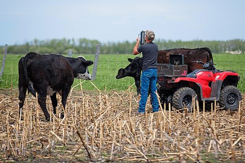 MIKE DEAL / WINNIPEG FREE PRESS
The Tapleys Old Shore Cattle Co. near¤Langruth, MB, run by Kristine and Graham Tapley. They have two kids, Walker, 2, and Jocelyn, 5 months.
Graham weighs a newborn calf prior to tagging and tattooing.
See Eva Wasney 49.8 story
200525 - Monday, May 25, 2020.