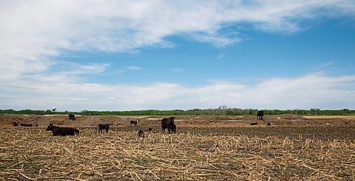 MIKE DEAL / WINNIPEG FREE PRESS
The Tapleys Old Shore Cattle Co. near Langruth, MB, run by Kristine and Graham Tapley. They have two kids, Walker, 2, and Jocelyn, 5 months.
See Eva Wasney 49.8 story
200525 - Monday, May 25, 2020.