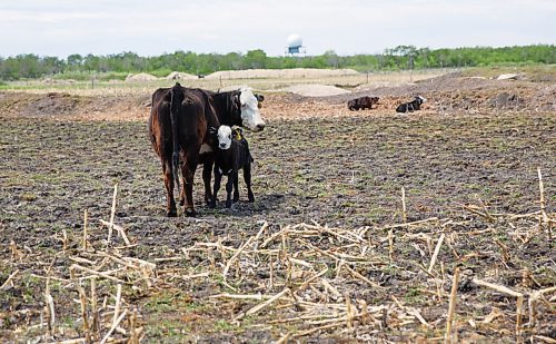 MIKE DEAL / WINNIPEG FREE PRESS
The Tapleys Old Shore Cattle Co. near Langruth, MB, run by Kristine and Graham Tapley. They have two kids, Walker, 2, and Jocelyn, 5 months.
See Eva Wasney 49.8 story
200525 - Monday, May 25, 2020.