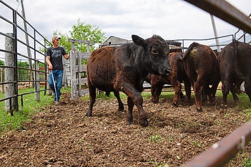 MIKE DEAL / WINNIPEG FREE PRESS
The Tapleys Old Shore Cattle Co. near¤Langruth, MB, run by Kristine and Graham Tapley. They have two kids, Walker, 2, and Jocelyn, 5 months.
Graham herds the bulls in preparation of separating a few for an examination.
See Eva Wasney 49.8 story
200525 - Monday, May 25, 2020.