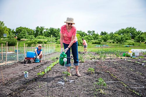 MIKAELA MACKENZIE / WINNIPEG FREE PRESS

Aline Dupuis waters the tomatoes at her Riverview Garden Society community garden plot with her daughter, Mona Dupuis, in Winnipeg on Tuesday, June 16, 2020. They have always gardened together, but this is the first year they've gardened on this plot (they are taking care of it for a friend). Standup.
Winnipeg Free Press 2020.