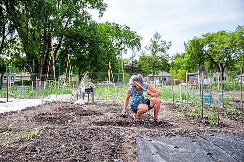 MIKAELA MACKENZIE / WINNIPEG FREE PRESS

Nora Hogman plants some spicy globe basil at her Riverview Garden Society community garden plot in Winnipeg on Tuesday, June 16, 2020. This is her fifth year gardening on this plot, and she produces enough potatoes, carrots, garlic, and tomatoes to last through the winter. Standup.
Winnipeg Free Press 2020.