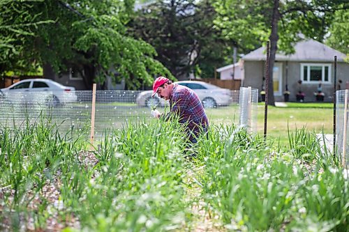 MIKAELA MACKENZIE / WINNIPEG FREE PRESS

Robert Palardy weeds his plot with help from his sister-in-law, Lynette, at the Riverview Garden Society community gardens in Winnipeg on Tuesday, June 16, 2020. This is the first year at this plot, and he's been dealing with many overgrown weeds and masses of wild garlic (which he's been giving away to friends, as he doesn't like garlic). Standup.
Winnipeg Free Press 2020.