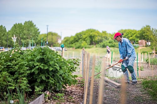 MIKAELA MACKENZIE / WINNIPEG FREE PRESS

Lynette helps pack wood chips in at her brother-in-law's plot at the Riverview Garden Society community gardens in Winnipeg on Tuesday, June 16, 2020. This is the first year at this plot, and he's been dealing with many overgrown weeds and masses of wild garlic (which he's been giving away to friends, as he doesn't like garlic). Standup.
Winnipeg Free Press 2020.