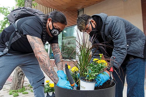 MIKE DEAL / WINNIPEG FREE PRESS
Ryan Beardy (left) a mentor at GAIN and founder of Healing Together a mens support group that meets at Thunderbird House, with Alex Mcdiarmid (right), plant flowers along Portage Avenue. 
The sixth annual Indigenous Garden will once again be rooted at Air Canada Park on Portage Avenue at Carlton.
The Garden will showcase a variety of Indigenous plants and material, complete with on-site signage to give visitors an opportunity to learn more about the plants and their importance to Indigenous life and culture.
The Indigenous Garden hopes to increase community experience, promote understanding of Indigenous culture and improve the visual landscape of downtown.
200618 - Thursday, June 18, 2020.