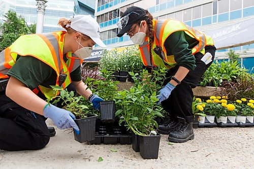 MIKE DEAL / WINNIPEG FREE PRESS
Members of the Summer Street Scape Team, Denice Geverink (left) and Sara Groleau (right) organize various plants for the volunteers to plant in garden boxes and planters along Portage Avenue.
The sixth annual Indigenous Garden will once again be rooted at Air Canada Park on Portage Avenue at Carlton.
The Garden will showcase a variety of Indigenous plants and material, complete with on-site signage to give visitors an opportunity to learn more about the plants and their importance to Indigenous life and culture.
The Indigenous Garden hopes to increase community experience, promote understanding of Indigenous culture and improve the visual landscape of downtown.
200618 - Thursday, June 18, 2020.