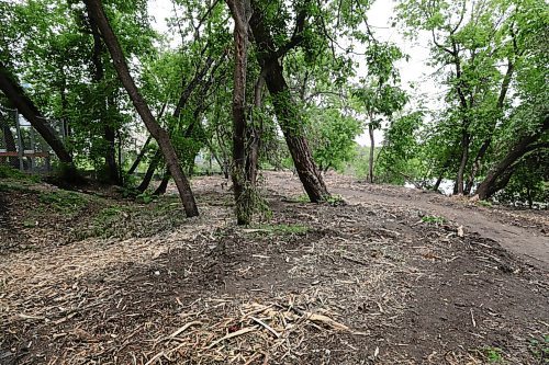 RUTH BONNEVILLE / WINNIPEG FREE PRESS

Local - Assiniboine Riverbank 

Photo of the area behind Balmoral Hall along the banks of the Assiniboine River where work has been done to maintain river pathway.  

See Gabrielle story.  

June 18,  2020