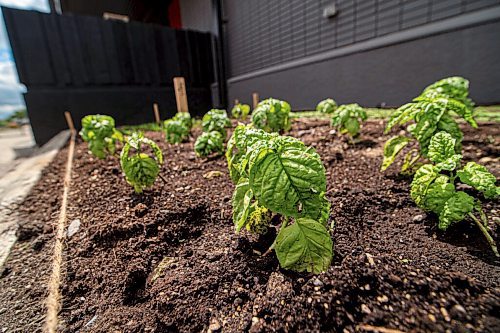 Mike Sudoma / Winnipeg Free Press
Spinach leaves start to grow as The Meadowood Victory Garden, in front of the St Vital Centennial Arena Saturday
June 20, 2020