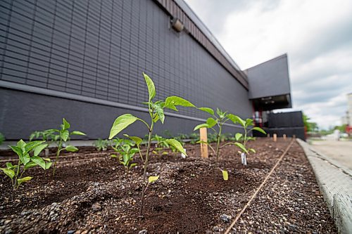 Mike Sudoma / Winnipeg Free Press
What was once a gravel pit is now a garden beaming new life. The Meadowood Victory Gardens, located in front of the St Vital Centennial Arena, hopes to produce vegetables  of all kinds for St Vital Residents.
June 20, 2020