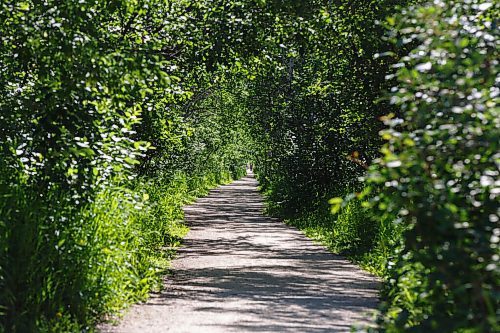 MIKE DEAL / WINNIPEG FREE PRESS
Harte Trail in Charleswood near the intersection with Charleswood Road. A great place to bike or hike under a canopy of trees on this repurposed old rail line that's part of the Trans-Canada Trail, and better yet, no caterpillars.
See Alan Small feature
200624 - Wednesday, June 24, 2020.