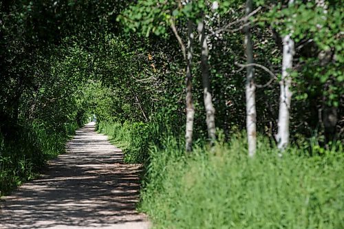 MIKE DEAL / WINNIPEG FREE PRESS
Harte Trail in Charleswood near the intersection with Charleswood Road. A great place to bike or hike under a canopy of trees on this repurposed old rail line that's part of the Trans-Canada Trail, and better yet, no caterpillars.
See Alan Small feature
200624 - Wednesday, June 24, 2020.