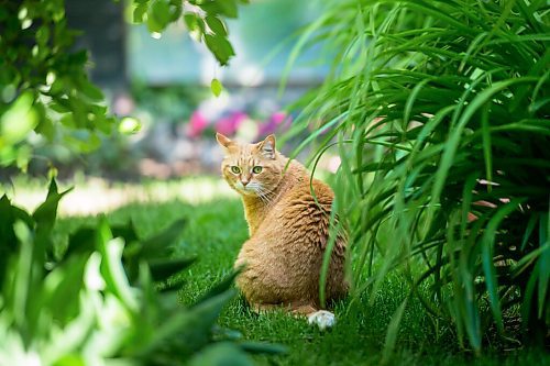 Mike Sudoma / Winnipeg Free Press
Roo, one of Lynn and Jasons cats, sits in the garden of their home in River Heights Friday morning.
June 26, 2020