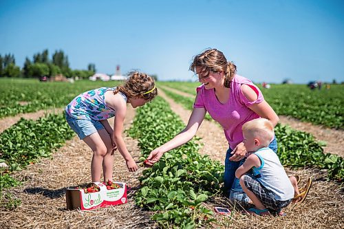 MIKAELA MACKENZIE / WINNIPEG FREE PRESS

Anna Hofer and her kids, Jaycee (six, left) and Landon (three), pick strawberries on opening day at Boonstra Farms near Stonewall on Thursday, July 2, 2020. For Gabrielle Piche story.
Winnipeg Free Press 2020.