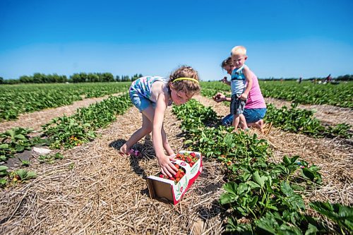 MIKAELA MACKENZIE / WINNIPEG FREE PRESS

Anna Hofer and her kids, Jaycee (six, left) and Landon (three), pick strawberries on opening day at Boonstra Farms near Stonewall on Thursday, July 2, 2020. For Gabrielle Piche story.
Winnipeg Free Press 2020.