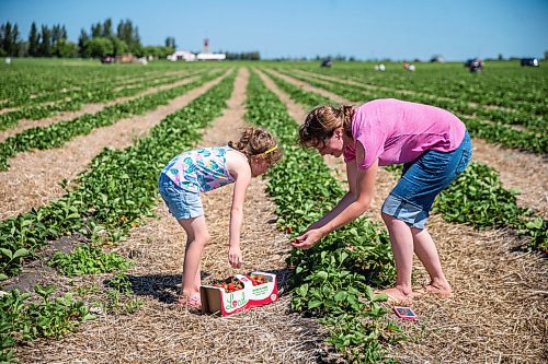 MIKAELA MACKENZIE / WINNIPEG FREE PRESS

Anna Hofer and her six-year-old daughter, Jaycee, pick strawberries on opening day at Boonstra Farms near Stonewall on Thursday, July 2, 2020. For Gabrielle Piche story.
Winnipeg Free Press 2020.