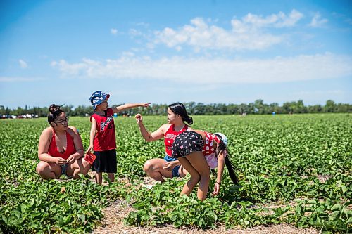 MIKAELA MACKENZIE / WINNIPEG FREE PRESS

Jerielle Rumbaua (left), Gavin Lozano, Renna Rumbaua, and Makenna Lanuza pick strawberries on opening day at Boonstra Farms near Stonewall on Thursday, July 2, 2020. For Gabrielle Piche story.
Winnipeg Free Press 2020.