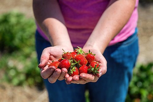 MIKAELA MACKENZIE / WINNIPEG FREE PRESS

Anna Hofer shows off a handful of strawberries on opening day at Boonstra Farms near Stonewall on Thursday, July 2, 2020. For Gabrielle Piche story.
Winnipeg Free Press 2020.