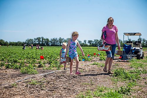 MIKAELA MACKENZIE / WINNIPEG FREE PRESS

Anna Hofer and her kids, Jaycee (six) and Landon (three), pick strawberries on opening day at Boonstra Farms near Stonewall on Thursday, July 2, 2020. For Gabrielle Piche story.
Winnipeg Free Press 2020.