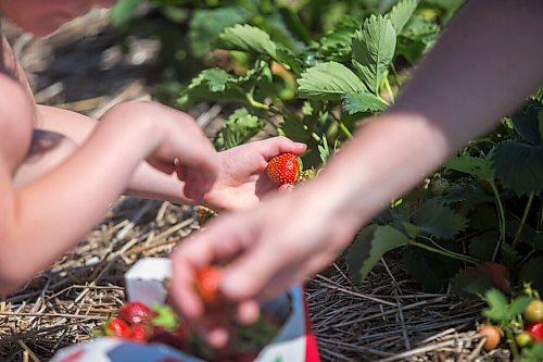 MIKAELA MACKENZIE / WINNIPEG FREE PRESS

Anna Hofer and her kids, Jaycee (six, left) and Landon (three), pick strawberries on opening day at Boonstra Farms near Stonewall on Thursday, July 2, 2020. For Gabrielle Piche story.
Winnipeg Free Press 2020.