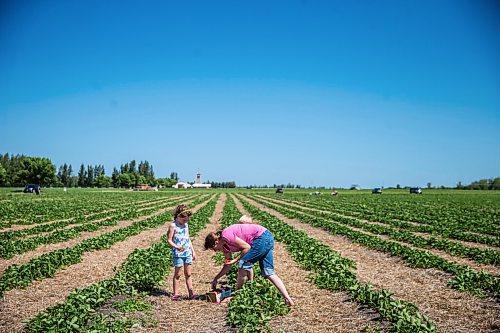 MIKAELA MACKENZIE / WINNIPEG FREE PRESS

Anna Hofer and her six-year-old daughter, Jaycee, pick strawberries on opening day at Boonstra Farms near Stonewall on Thursday, July 2, 2020. For Gabrielle Piche story.
Winnipeg Free Press 2020.