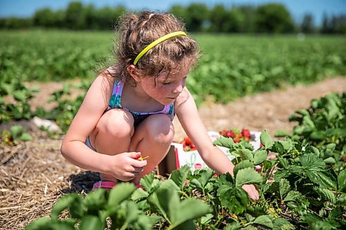 MIKAELA MACKENZIE / WINNIPEG FREE PRESS

Jaycee Hofer (six) picks strawberries on opening day at Boonstra Farms near Stonewall on Thursday, July 2, 2020. For Gabrielle Piche story.
Winnipeg Free Press 2020.