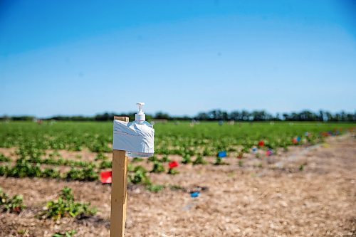 MIKAELA MACKENZIE / WINNIPEG FREE PRESS

Boonstra Farms opens for strawberry picking near Stonewall on Thursday, July 2, 2020. For Gabrielle Piche story.
Winnipeg Free Press 2020.