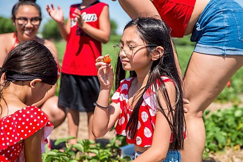 MIKAELA MACKENZIE / WINNIPEG FREE PRESS

Toni Lozano (10) picks strawberries on opening day at Boonstra Farms near Stonewall on Thursday, July 2, 2020. For Gabrielle Piche story.
Winnipeg Free Press 2020.