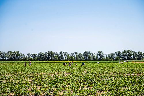 MIKAELA MACKENZIE / WINNIPEG FREE PRESS

Boonstra Farms opens for strawberry picking near Stonewall on Thursday, July 2, 2020. For Gabrielle Piche story.
Winnipeg Free Press 2020.