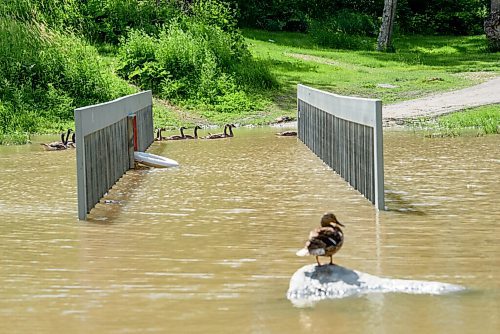 JESSE BOILY  / WINNIPEG FREE PRESS
An unlikely traffic jam at the flooded Omands Park bridge caused some geese have to go around the bridge on the far side due to a cranky duck on Thursday. Thursday, July 9, 2020.
Reporter: