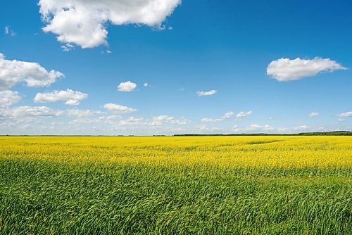 JESSE BOILY  / WINNIPEG FREE PRESS
Manitoban farmland near Ste. Annes on Thursday. Thursday, July 16, 2020.
Reporter: