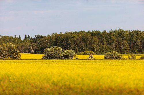 MIKAELA MACKENZIE / WINNIPEG FREE PRESS

A cyclist pedals through canola fields on the Headingly Grand Trunk Trail just west of the perimeter in Winnipeg on Friday, July 17, 2020. Standup.
Winnipeg Free Press 2020.