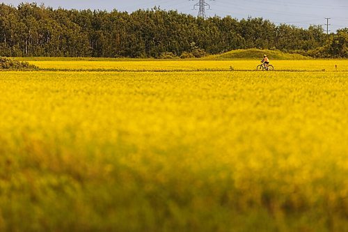 MIKAELA MACKENZIE / WINNIPEG FREE PRESS

A cyclist pedals through canola fields on the Headingly Grand Trunk Trail just west of the perimeter in Winnipeg on Friday, July 17, 2020. Standup.
Winnipeg Free Press 2020.