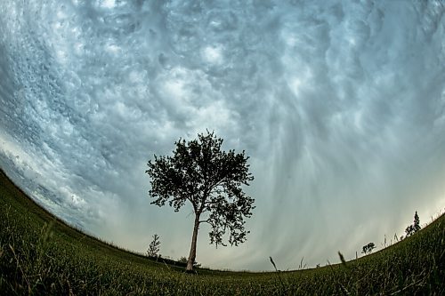 Mike Sudoma / Winnipeg Free Press
A lone tree stands at Garbage Hill as storm clouds take over the skies above Friday afternoon
July 17, 2020