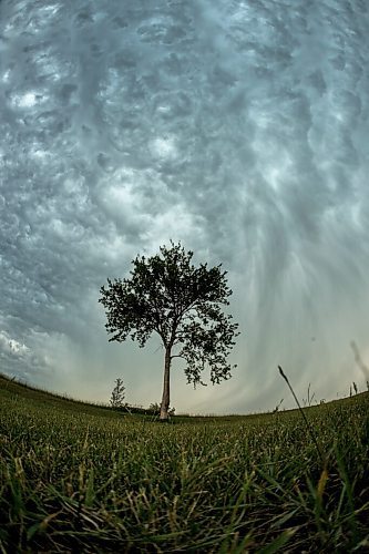 Mike Sudoma / Winnipeg Free Press
A lone tree stands at Garbage Hill as storm clouds take over the skies above Friday afternoon
July 17, 2020