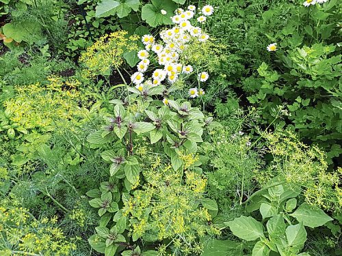 Canstar Community News 
Correspondent Joanne OLearys garden this year reminds her of The Tangled Garden, an oil painting by the Group of Sevens J.E.H. MacDonald.