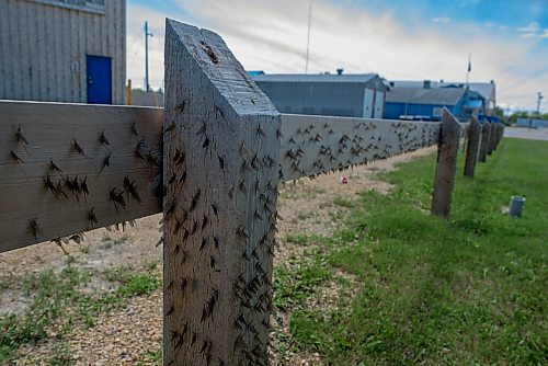 JESSE BOILY  / WINNIPEG FREE PRESS
Fishflies covered the buildings, tables and the ground at Winnipeg Beach on Monday. Monday, July 20, 2020.
Reporter: