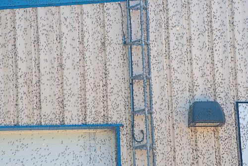 JESSE BOILY  / WINNIPEG FREE PRESS
Fishflies cover the Fire Department and Public works building at Winnipeg Beach on Monday. Monday, July 20, 2020.
Reporter: