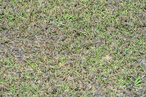 JESSE BOILY  / WINNIPEG FREE PRESS
Fishflies cover the ground at Winnipeg Beach on Monday. Monday, July 20, 2020.
Reporter: