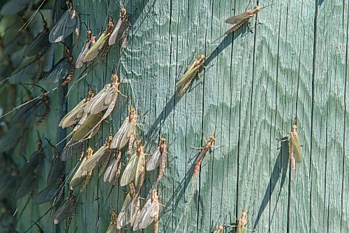 JESSE BOILY  / WINNIPEG FREE PRESS
Fishflies covered the buildings, tables and the ground at Winnipeg Beach on Monday. Monday, July 20, 2020.
Reporter: