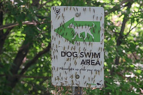 JESSE BOILY  / WINNIPEG FREE PRESS
Fishflies cover the dog swim area sign at the Winnipeg Beach Dog Beach on Monday. Monday, July 20, 2020.
Reporter: