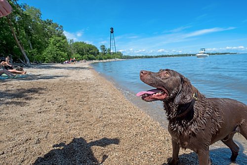 JESSE BOILY  / WINNIPEG FREE PRESS
Duke waits for his stick to be thrown at the Winnipeg Beach Dog Beach on Monday. Monday, July 20, 2020.
Reporter: