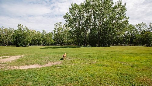 MIKE DEAL / WINNIPEG FREE PRESS
The Yellow Quill Provincial Park Off-Leash Dog Area in Portage la Prairie, Manitoba.
See Eva Wasney feature
200720 - Monday, July 20, 2020.