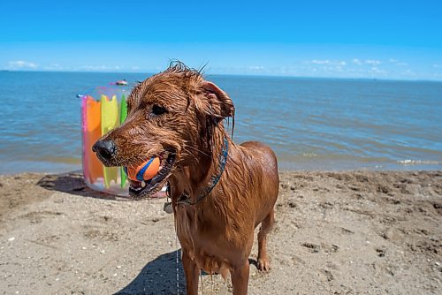 JESSE BOILY  / WINNIPEG FREE PRESS
Cooper enjoys the beach playing fetch in the water at the Winnipeg Beach Dog Beach on Monday. Monday, July 20, 2020.
Reporter: