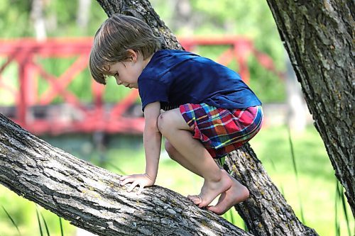 RUTH BONNEVILLE / WINNIPEG FREE PRESS

Local -  Standup tree climbing 

Raphael Nuss Hildebrad (5yrs), climbs a tree at Assiniboine Park while with his family and friends on Wednesday. 
  
July 22nd,, 2020