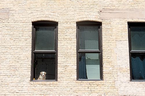 Mike Sudoma / Winnipeg Free Press
A dog looks out a window as they keeps cool inside an apartment block on Ross Ave as the temperature heats up outside Saturday afternoon 
July 25, 2020