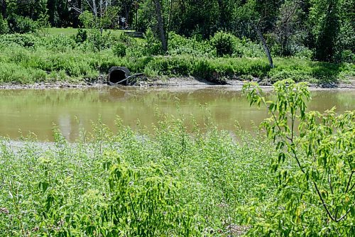 JESSE BOILY  / WINNIPEG FREE PRESS
Sewer outflow into the Assiniboine River by Bourkevale Park on Wednesday. Wednesday, July 29, 2020.
Reporter: Joyanne