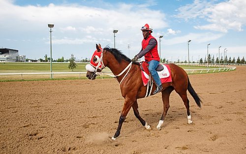 MIKE DEAL / WINNIPEG FREE PRESS
Mongolian Wind with Rider, Sydney Blackwood, out for a bit of a jog on the track Friday morning, is one of the contenders for the Manitoba Derby that runs on Monday, August 3rd at the Assiniboia Downs.
200731 - Friday, July 31, 2020.