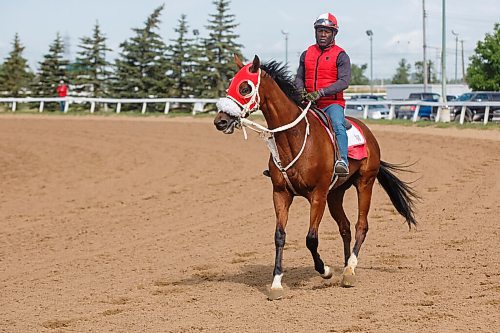 MIKE DEAL / WINNIPEG FREE PRESS
Mongolian Wind with Rider, Sydney Blackwood, out for a bit of a jog on the track Friday morning, is one of the contenders for the Manitoba Derby that runs on Monday, August 3rd at the Assiniboia Downs.
200731 - Friday, July 31, 2020.