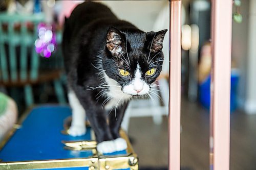 MIKAELA MACKENZIE / WINNIPEG FREE PRESS

Percy the cat in Winnipeg on Wednesday, Aug. 5, 2020. Enjoying her home and animals are two of the five things getting Joanne Roberts through this pandemic. For Frances Koncan story.
Winnipeg Free Press 2020.