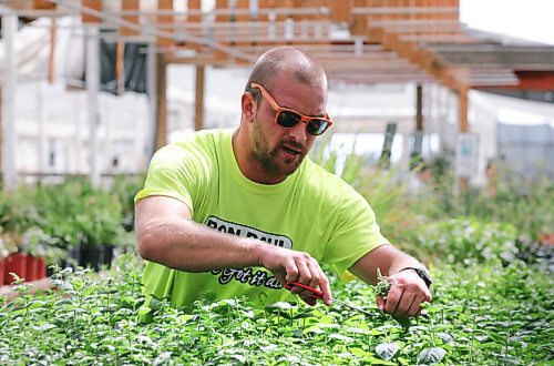 RUTH BONNEVILLE / WINNIPEG FREE PRESS
Local - ENT - gardening
Photo of Ryan Stupak - greenhouse manager pruning different varieties of perennials (mint) at Ron Paul Garden Centre on Wednesday.
See story.
Aug 5th, 2020